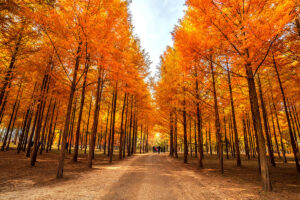 Jalan setapak pohon Metasequoia di Pulau Nami dengan dedaunan musim gugur yang indah
