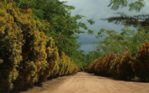 Pemandangan Bangka Botanical Garden (BBG) di Pangkalpinang, menunjukkan jalan setapak di antara pepohonan hijau yang rindang