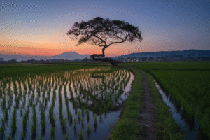 Pohon Pengantin di tengah sawah
