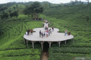 Hamparan Perkebunan Teh Sirah Kencong Blitar