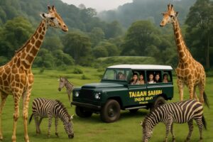 Mobil safari melintasi padang rumput dengan jerapah dan zebra di Taman Safari Indonesia
