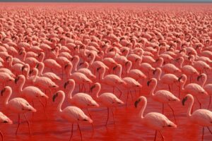Kawanan besar flamingo kecil berkumpul di permukaan Danau Natron yang berwarna merah.